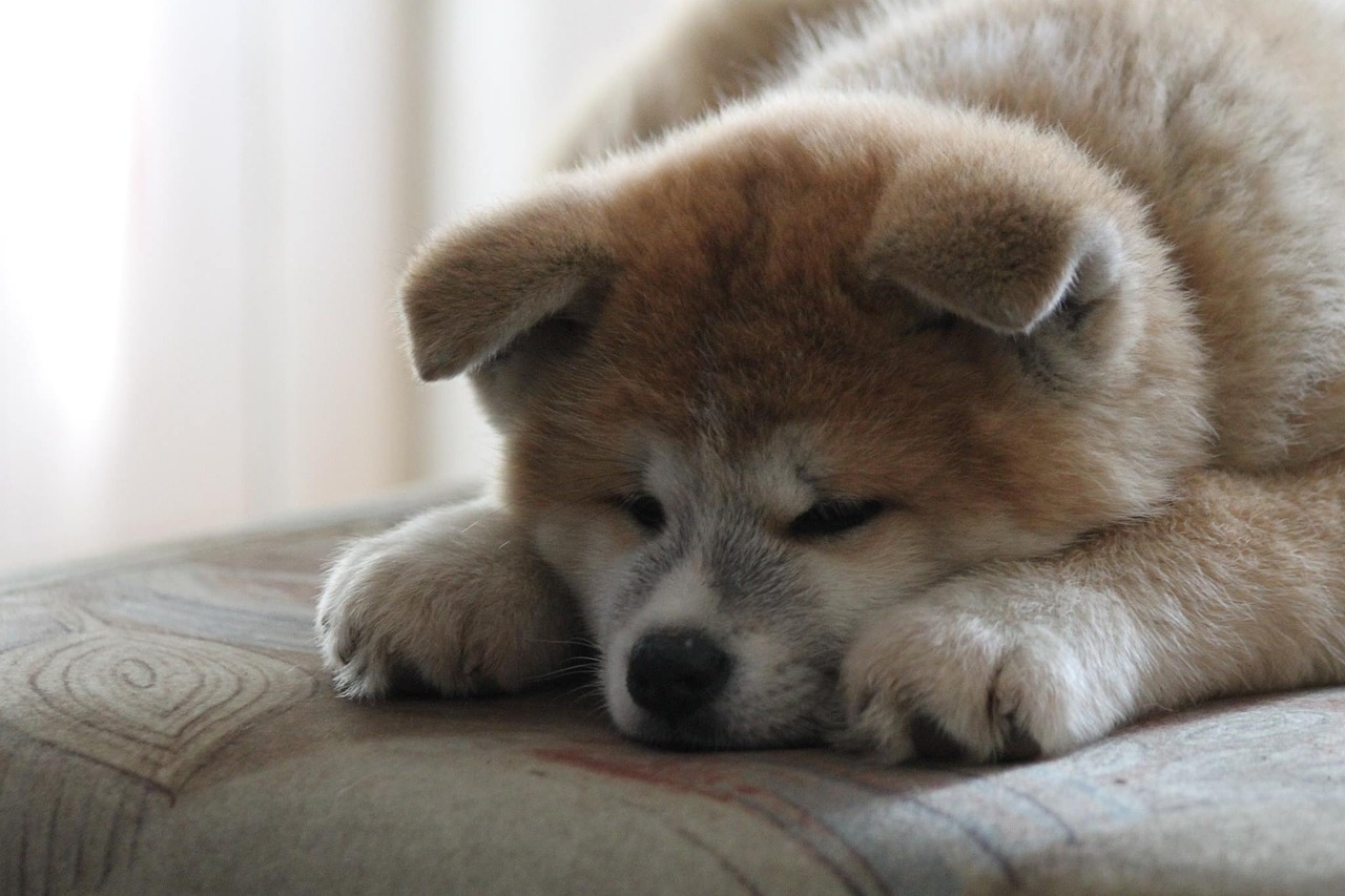 Štěňata z nejlepší chovateslké stanice Akita inu v ČR